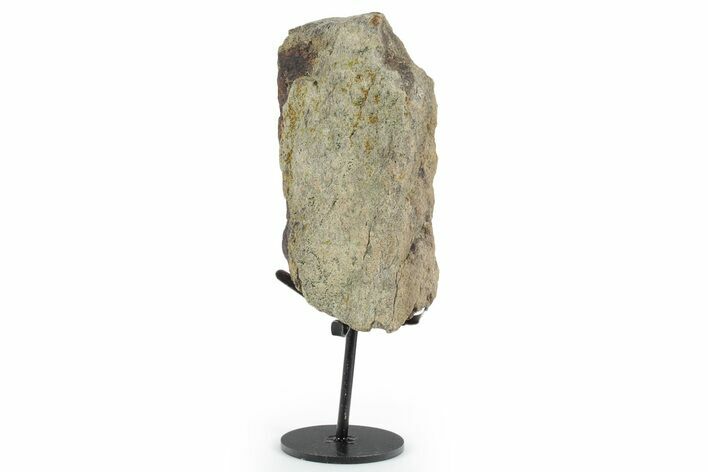 Dinosaur (Triceratops) Frill Shield Section - South Dakota #350601